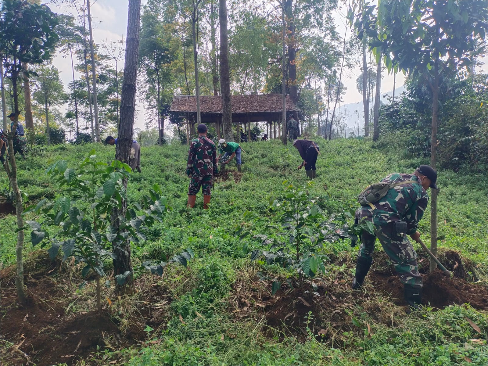 Pembibitan dan Perawatan Pohon di Demplot Desa Sukapura Rutin Dilaksanakan Subsektor 1 Sektor 2 Citarum Harum.