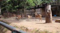 Masa Depan Kebun Binatang Bandung Dibahas Serius, Farhan Buka Opsi Jadi Ruang Terbuka Hijau Masa Depan Kebun Binatang Bandung Dibahas Serius, Farhan Buka Opsi Jadi Ruang Terbuka Hijau