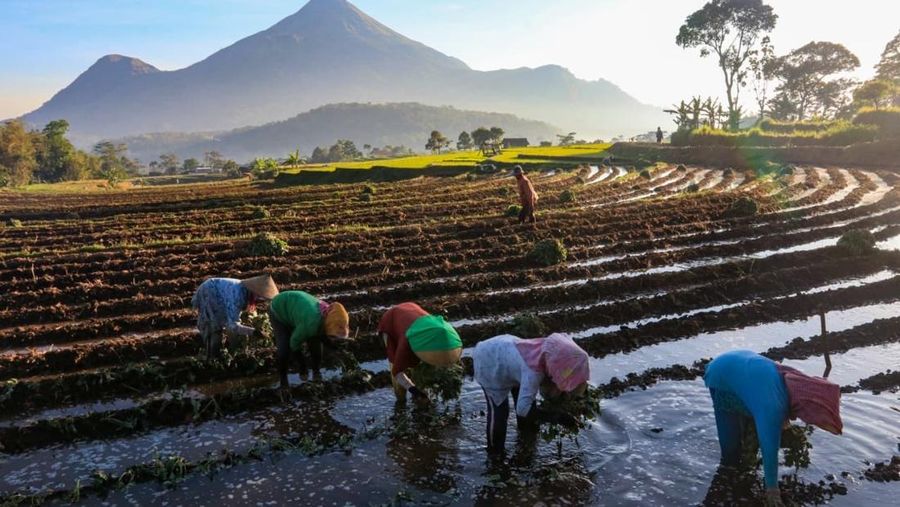 KUR BRI Perkuat Pertanian Nasional, Petani Rorotan Rasakan Dampak Nyata hingga Tingkat Kesejahteraan
