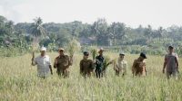 Panen Demplot SRI di Ciamis, GACCORS Dorong Pertanian Organik Berkelanjutan