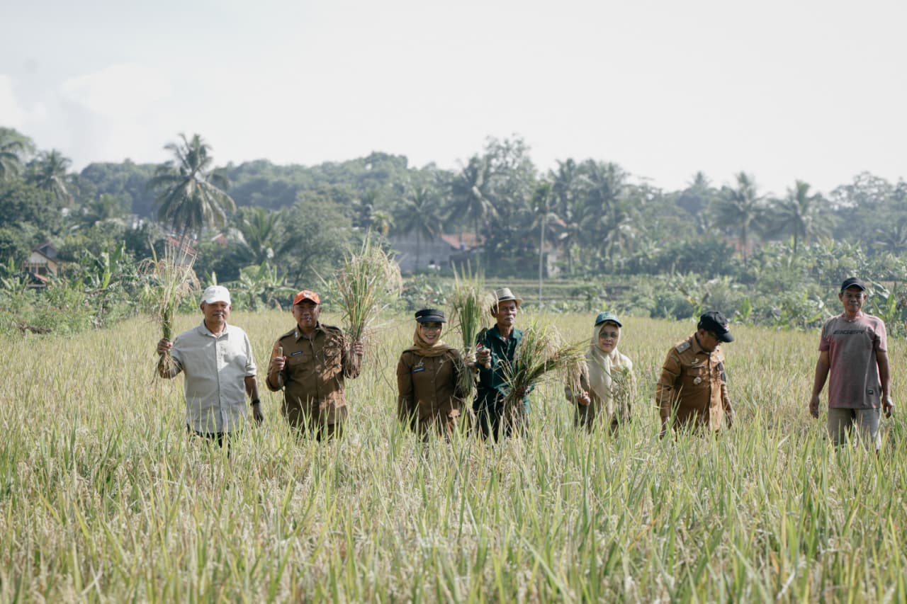 Panen Demplot SRI di Ciamis, GACCORS Dorong Pertanian Organik Berkelanjutan