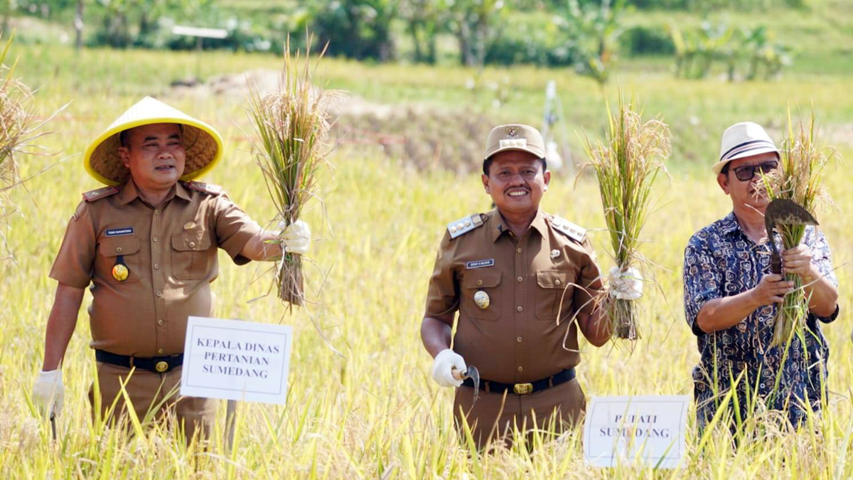 Panen Padi Metode Tabela di Sumedang, Dony Ahmad Munir Dorong Efisiensi dan Antisipasi El Nino