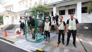 DKPP Bandung Periksa 2.313 Hewan Kurban, Temukan Kasus Minor pada Organ Dalam