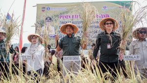 Panen Padi Organik Ciamis 2026 Sukses, Pemkab Resmikan Sekretariat Klaster Padi Pamarican untuk Perkuat Pertanian Berkelanjutan