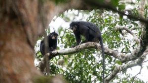 Spesies Monyet Baru 'Likweli' Ditemukan di Hutan Kongo, Ilmuwan Ungkap Ciri Unik hingga Ancaman Kepunahannya