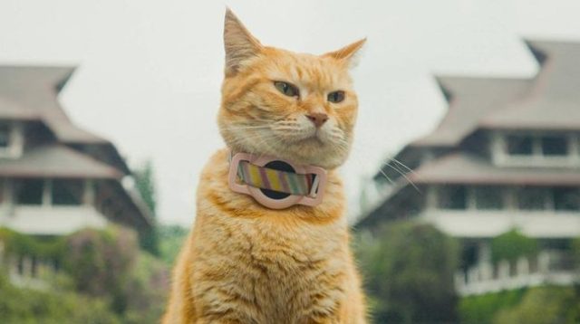 Apakah Air Liur Kucing Berbahaya bagi Manusia? Kenali Risiko Infeksi dan Cara Mencegahnya